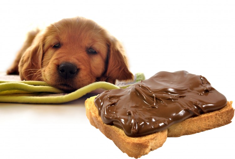 Why Chocolate May Harm Our Dog?