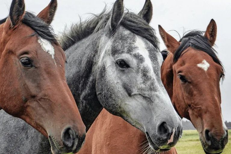 4 Different Types Of Horse Breeds That Serve Different Purposes